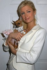 paris_hilton_chien.jpg